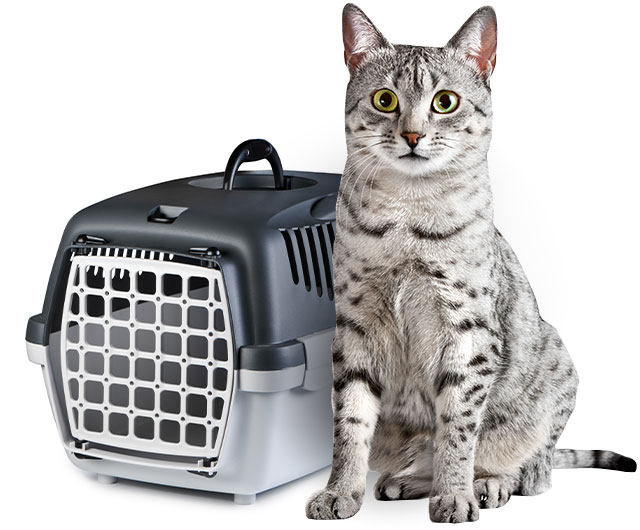 cat with crate