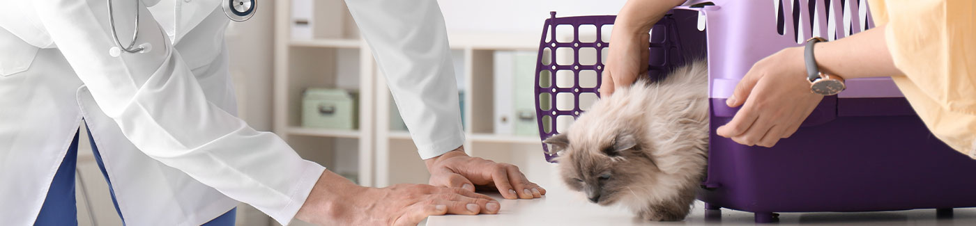 getting your cat to the vet