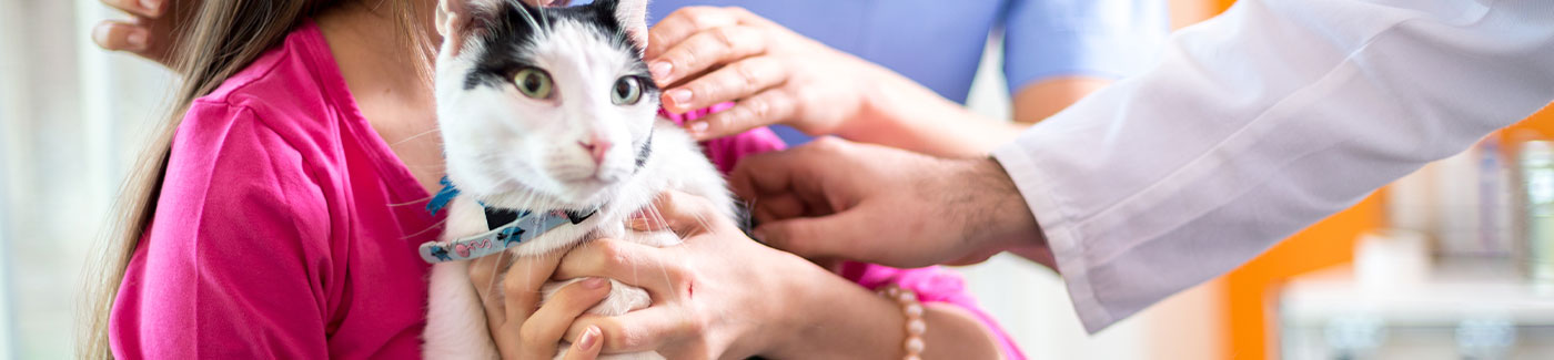 sick cat with owner and vet