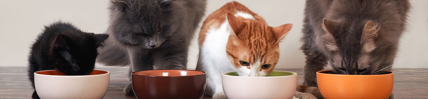 picky cats eating