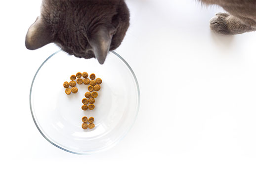 Cat Refusing To Eat These Are Possible Reasons Why Picky Or Sick