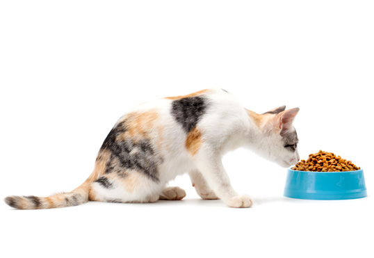 Cat Not Eating? How To Tell If He Might Be Sick Picky or Sick